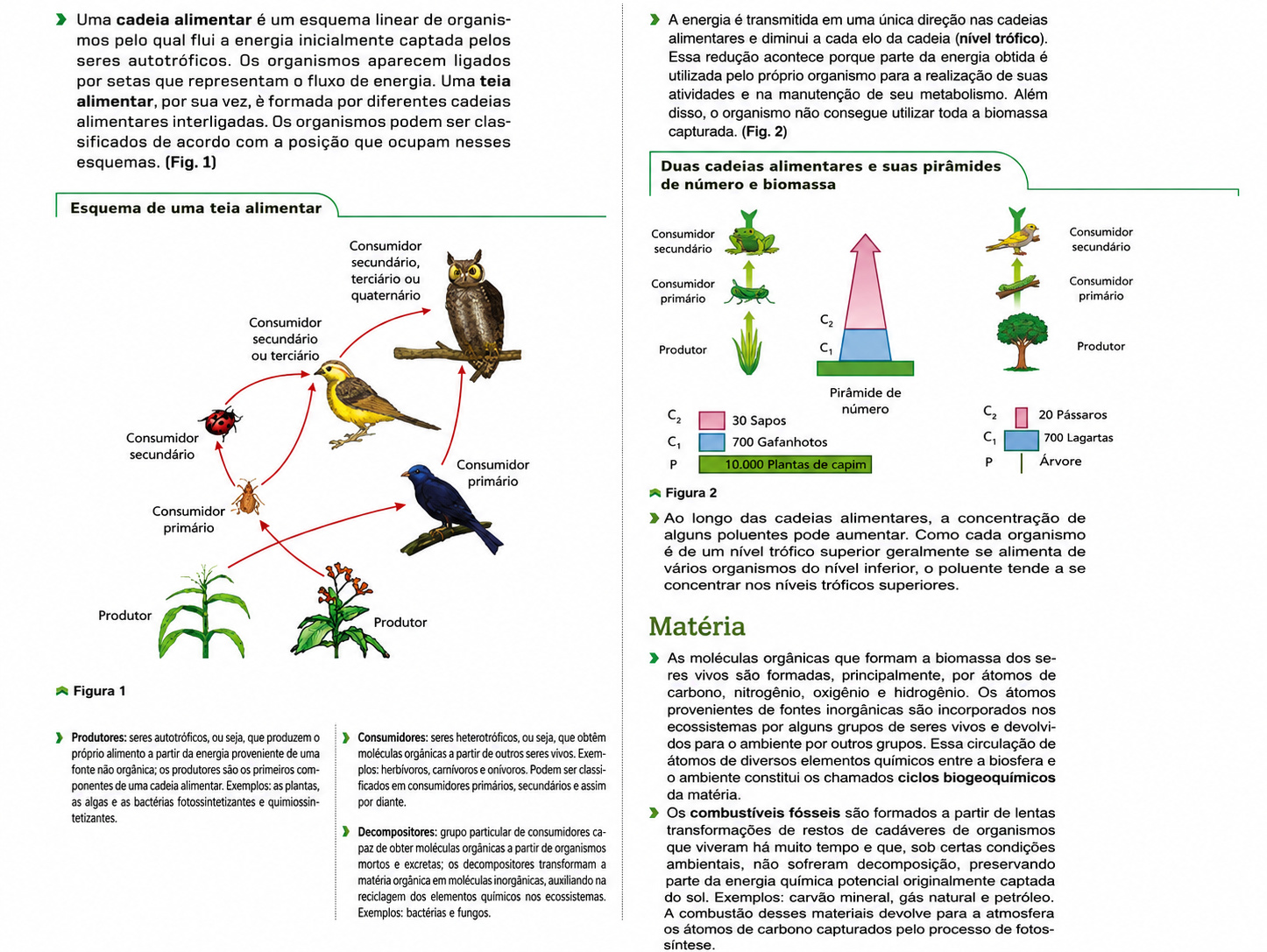 Página de revisão sobre cadeia alimentar, fluxo de energia e pirâmides
